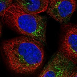 AKAP9 Antibody, Novus Biologicals 0.1mL; Unlabeled:Antibodies, Polyclonal