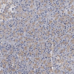 AKAP9 Antibody, Novus Biologicals 0.1mL; Unlabeled:Antibodies, Polyclonal