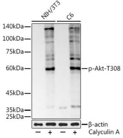 AKT Rabbit anti-Human, Mouse, Rat, Clone: 2O2W6, Novus Biologicals 20 &mu;g;