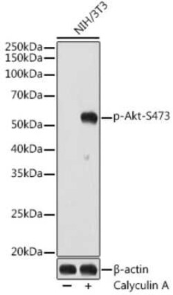 AKT1/2/3 Rabbit anti-Human, Mouse, Rat, Clone: 2E3A3, Novus Biologicals:Antibodies:Primary