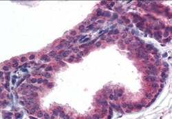 AKT3 Antibody, Novus Biologicals 0.1mg; Unlabeled:Antibodies, Polyclonal