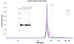 ALDH1A2 Antibody, Novus Biologicals:Antibodies:Primary Antibodies