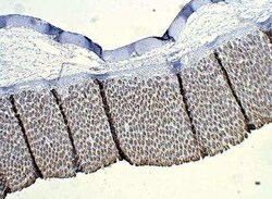 ALDH1A3 Antibody, Novus Biologicals 100 &mu;g | Buy Online | Novus Biologicals | Fisher Scientific