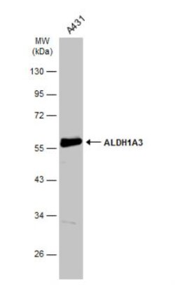 ALDH1A3 Antibody - BSA Free, Novus Biologicals:Antibodies:Primary Antibodies