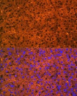 ALDH1L1 Rabbit anti-Human, Mouse, Rat, Clone: 6H10Y3, Novus Biologicals 20 &mu;g | Buy Online | Novus Biologicals | Fisher Scientific