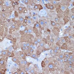 ALDH1L1 Rabbit anti-Human, Mouse, Rat, Clone: 6H10Y3, Novus Biologicals 20 &mu;g | Buy Online | Novus Biologicals | Fisher Scientific