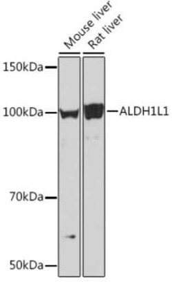 ALDH1L1 Rabbit anti-Human, Mouse, Rat, Clone: 6H10Y3, Novus Biologicals 20 &mu;g | Buy Online | Novus Biologicals | Fisher Scientific