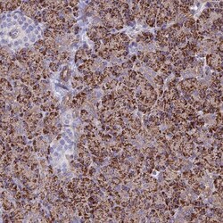 ALDH1L2 Antibody, Novus Biologicals 0.1mL; Unlabeled:Antikroppar