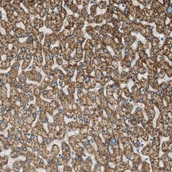 ALDH4A1 Antibody, Novus Biologicals:Antibodies:Primary Antibodies