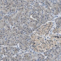 ALDH4A1 Antibody, Novus Biologicals:Antibodies:Primary Antibodies