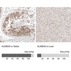 ALKBH5 Antibody, Novus Biologicals:Antibodies:Primary Antibodies
