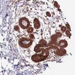 ALS2CL Antibody, Novus Biologicals 0.1mL; Unlabeled:Antibodies, Polyclonal