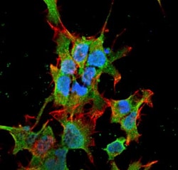 ALS2CR3 Antibody (S390-43), Novus Biologicals:Antibodies:Primary Antibodies