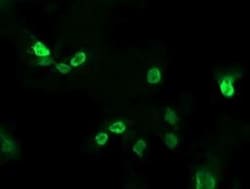 ALX4 Antibody (OTI6B3), Novus Biologicals 0.1mL; Unlabeled:Antibodies,