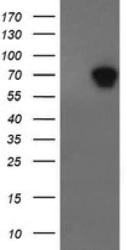 ALX4 Antibody (OTI6B3), Novus Biologicals 0.1mL; Unlabeled:Antibodies,