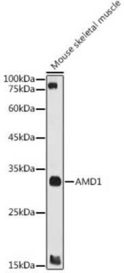 AMD1 Rabbit anti-Human, Mouse, Rat, Polyclonal, Novus Biologicals 100 &mu;g;