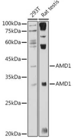 AMD1 Rabbit anti-Human, Mouse, Rat, Polyclonal, Novus Biologicals 100 &mu;g;