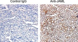 AMICA/JAML Antibody, Novus Biologicals:Antibodies:Primary Antibodies