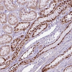 AMIGO2 Antibody, Novus Biologicals:Antibodies:Primary Antibodies
