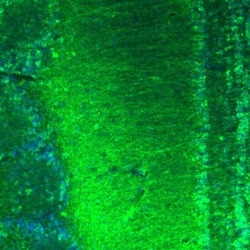 AMPD2 Antibody, Novus Biologicals 25 μL; Unlabeled:Antibodies, Polyclonal