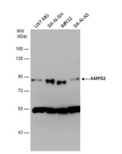 AMPD2 Antibody, Novus Biologicals 0.1 mL | Buy Online | Novus Biologicals | Fisher Scientific