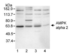 AMPK alpha 2 Antibody, Novus Biologicals 100 &mu;L | Buy Online | Novus Biologicals | Fisher Scientific