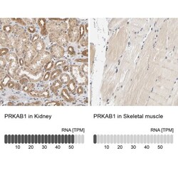 AMPK beta 1 Antibody, Novus Biologicals:Antibodies:Primary Antibodies