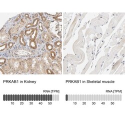 AMPK beta 1 Antibody, Novus Biologicals:Antibodies:Primary Antibodies