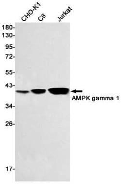 AMPK gamma 1 Rabbit anti-Human, Mouse, Rat, Clone: S08-7D5, Novus Biologicals