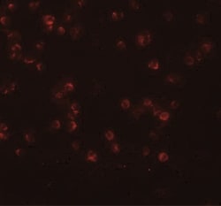 ANAPC13 Antibody - BSA Free, Novus Biologicals 0.1mg; Unlabeled:Antibodies,