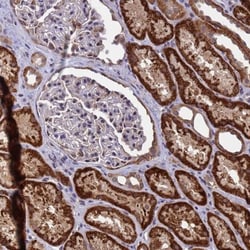 ANAPC13 Antibody, Novus Biologicals 0.1mL; Unlabeled:Antibodies, Polyclonal