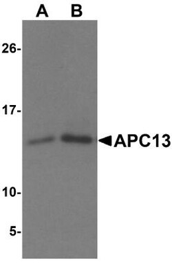 ANAPC13 Antibody - BSA Free, Novus Biologicals 0.1mg; Unlabeled:Antibodies,