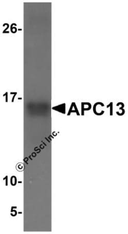 ANAPC13 Antibody - BSA Free, Novus Biologicals 0.1mg; Unlabeled:Antibodies,