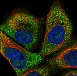 ANAPC16 Antibody, Novus Biologicals:Antibodies:Primary Antibodies