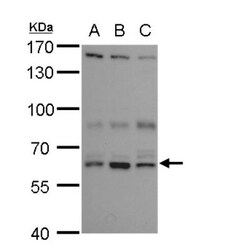 ANKHD1 Antibody, Novus Biologicals 0.1mL; Unlabeled:Antibodies, Polyclonal