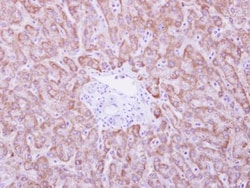 ANKRD45 Antibody, Novus Biologicals 0.1mg; Unlabeled:Antibodies, Polyclonal