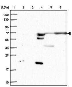 ANKRD55 Antibody, Novus Biologicals 0.1mL; Unlabeled:Antibodies, Polyclonal