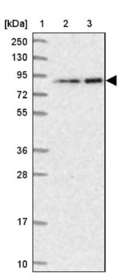 ANKS3 Antibody, Novus Biologicals 0.1mL; Unlabeled:Antibodies, Polyclonal