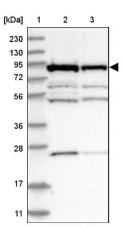 ANKZF1 Antibody, Novus Biologicals:Antibodies:Primary Antibodies