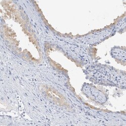 ANO7 Antibody, Novus Biologicals 0.1mL; Unlabeled:Antibodies, Polyclonal