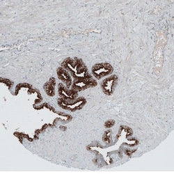ANO7 Antibody, Novus Biologicals 0.1mL; Unlabeled:Antibodies, Polyclonal