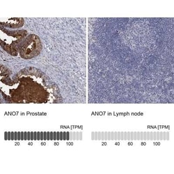 ANO7 Rabbit anti-Human, Polyclonal, Novus Biologicals 100 &mu;g; Unconjugated:Antibodies,