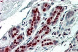 ANP32B Antibody, Novus Biologicals 0.1mg; Unlabeled:Antibodies, Polyclonal