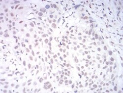 AOF1 Antibody (5E10C1) - BSA Free, Novus Biologicals:Antibodies:Primary