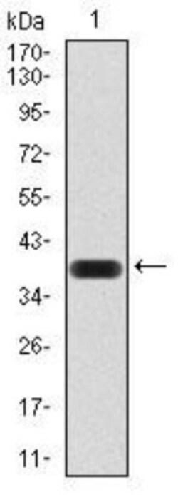 AOF1 Antibody (5E10C1) - BSA Free, Novus Biologicals:Antibodies:Primary