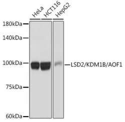 AOF1 Rabbit anti-Human, Mouse, Rat, Clone: 5M3W2, Novus Biologicals 20