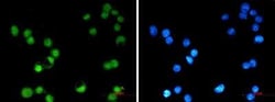 AP-2 gamma Rabbit anti-Human, Clone: S03-8I2, Novus Biologicals:Antibodies:Primary