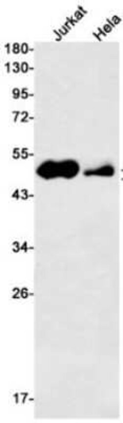 AP-2 gamma Rabbit anti-Human, Clone: S03-8I2, Novus Biologicals:Antibodies:Primary