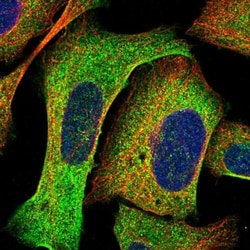 AP1GBP1 Antibody, Novus Biologicals:Antibodies:Primary Antibodies