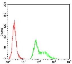 AP2 alpha Antibody (1A10C5) - BSA Free, Novus Biologicals 0.1mg; Unlabeled:Antibodies,
